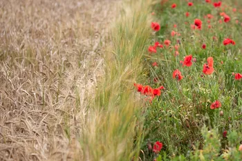 Wheat field poppies.jpg